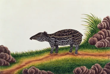 Young Tapir of Malacca, from Drawings of Animals, Insects and Reptiles from Malacca